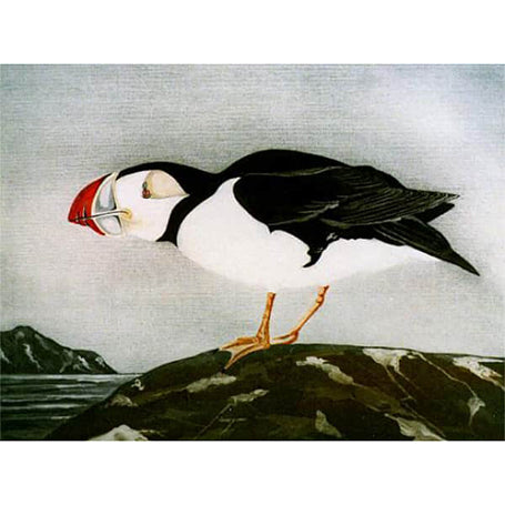 Puffin