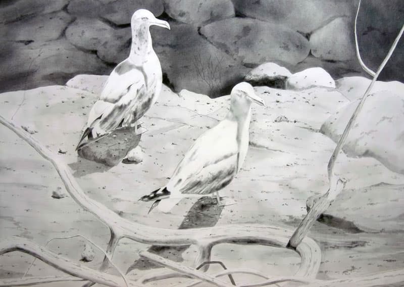 Gulls