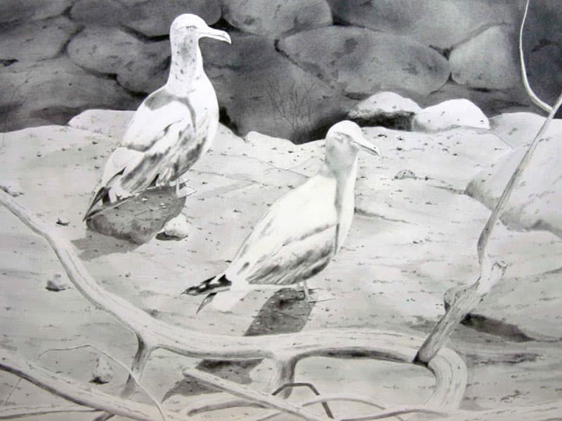 Gulls Sketch