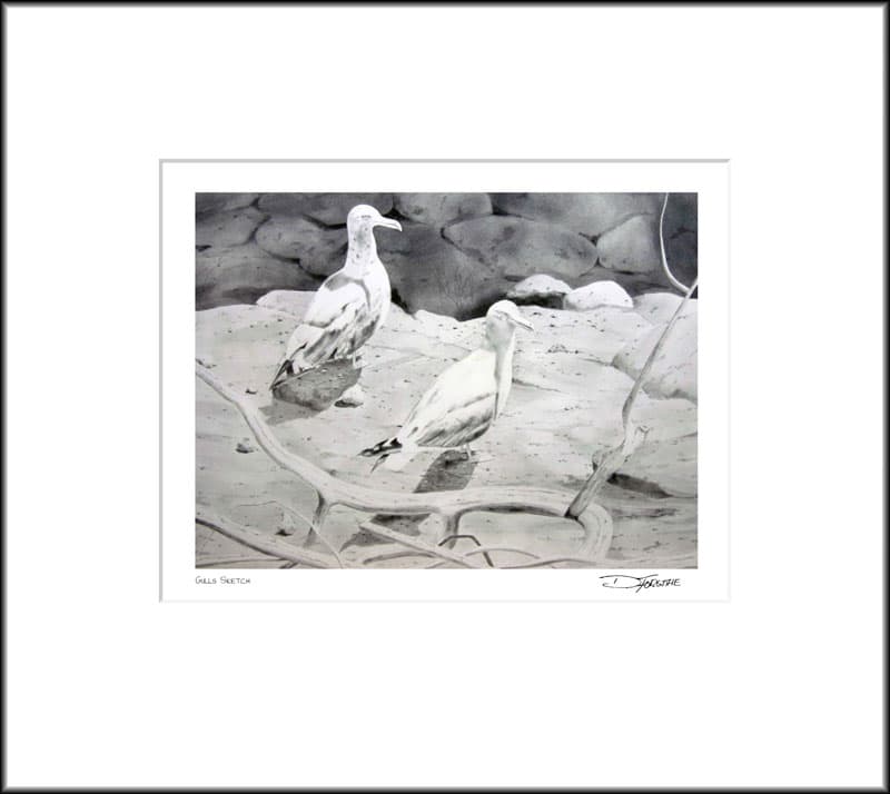 Gulls Sketch