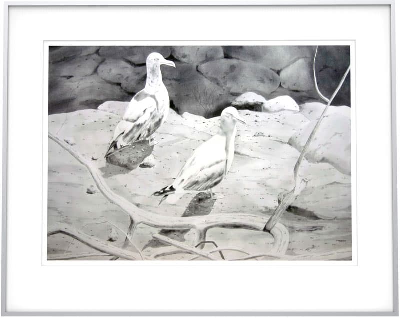 Gulls