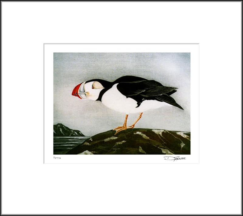 Puffin