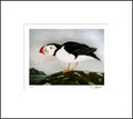 Puffin