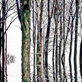 Reflection Series  #24